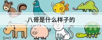 八哥是什么样子的