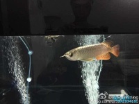 大家看看品质如何(入缸两日…=,)