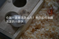 仓鼠一直睡觉怎么办?教你如何唤醒活泼的小家伙
