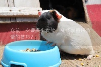 仓鼠一次喂多少食物,如何掌握喂食量的技巧?