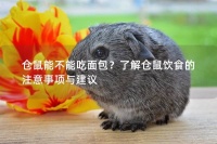 仓鼠能不能吃面包?了解仓鼠饮食的注意事项与建议