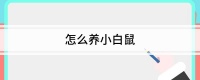 怎么养小白鼠