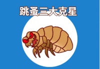 狗狗跳蚤最怕3个克星，能帮你彻底远离跳蚤