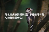 怎么让虎皮鹦鹉说话,掌握技巧与耐心的秘诀是什么?