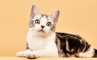 猫咪最喜欢的4样玩具,你们家都准备了哪些?