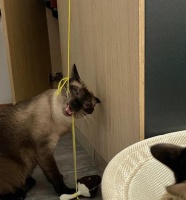 猫咪玩玩具低吼，你了解其背后的原因吗（探究猫咪玩玩具低吼的真正含义和背后的原因）