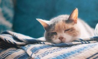 什么牌子猫粮好?选猫粮需要掌握这四大技巧