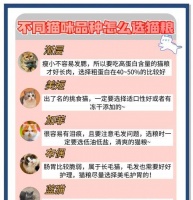 断奶小猫的猫粮选择？如何过渡到成猫粮？