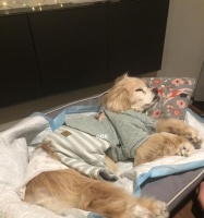 老年狗狗护理指南（专业护理老年狗狗的方法和技巧，让它们健康快乐地生活）