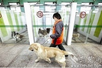 江城宠物寄养春节期间价格翻倍 一笼难求不收闹狗