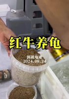小乌龟为什么不吃饲料（探究小乌龟食欲不振的原因与解决办法）