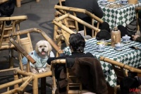 带宠物猫狗坐高铁,办理流程看这里