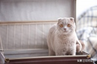 活体猫一般怎么运输 宠物猫运输方法与注意事项