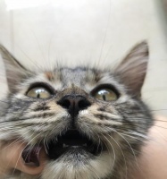 如何帮助宠物猫咪掉牙后恢复食欲（以猫咪掉牙为主题的宠物健康知识）