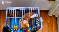 送狗培训，高额学费打水漂！网红训犬师靠谱吗？
