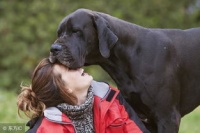大型犬养护指南,宠物大犬必备。