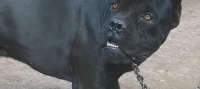 卡斯罗犬价格与选购指南(了解卡斯罗犬价格贵不贵以及选购要点)