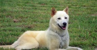 如何选购适合自己的凯恩犬(从品种特点到性格品质全方位了解,打造温馨宠物家庭)