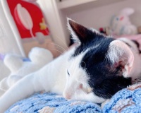 猫咪可以吃三文鱼吗(了解猫咪饮食习惯和三文鱼的营养价值)