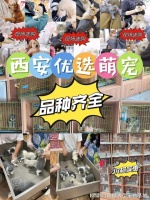 西安目前哪里有狗市猫市？这里还提供实体店挑选宠物的贴心服务！