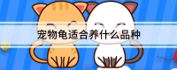宠物龟适合养什么品种