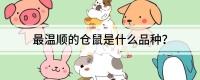 最温顺的仓鼠是什么品种?