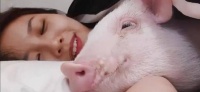 为什么越来越多的姑娘爱养猪?猪的这个好处,你可能都没有想到
