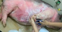 养的宠物猪终于长大,每天都有同一个想法,网友:做烤乳猪更美味