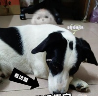 狗肚子不适的原因及喂养方法详解(解决狗狗胃肠问题的关键是正确喂食)