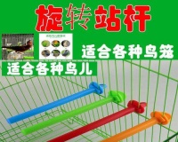 鹦鹉磨牙的最佳木棍选择（优质木棍对鹦鹉口腔健康的重要性）