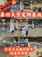 泉州买狗买猫的地方在哪里?安全可靠,可实体店挑选心仪的宠物!