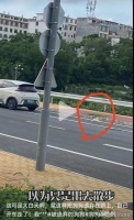 遗弃小狗像丢垃圾!爱狗人士丢下小狗开车就跑,宠物狗秒变流浪狗