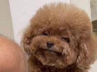 萌宠生活 宠物趣事 家人般的宠物 宠物造型设计 傻狗日常 粘人汪星人 治愈笑容