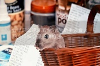 仓鼠怎么抱才安全舒适,新手必看：图文详解仓鼠正确抱法