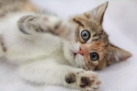 宠物猫配种费用全解析