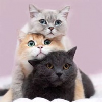 猫咪种类萌集,宠物控必看!