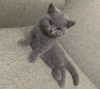 不只是颜色独特:小蓝猫品种全解析,你了解多少?