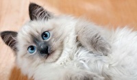 宠物常见猫品种大全,详尽解析常见猫种特色与养护要点