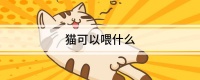 猫可以喂什么