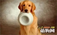 专治挑食汪狗狗营养配餐怎么做？