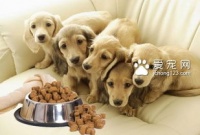 狗狗爱肉？科学配餐，营养均衡！