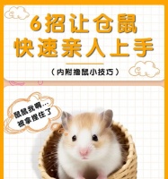 如何正确饲养大仓鼠？（从饲料到环境，让你的宠物健康快乐）