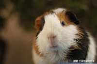 荷兰猪居然被称为“老鼠兔”，如何正确饲养荷兰猪，你知道嘛？