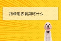 山西宠物培训狗肠胃恢复期吃什么食物:狗狗细小恢复期吃什么食物