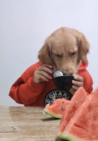 狗狗生病了,如何煮健康的粥来帮助康复?(为你的爱宠做一碗营养粥,让它尽快恢复健康)