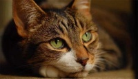 猫咪消化不适，速喂益生菌！