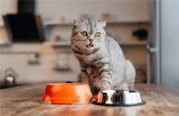 增加体重的高热量猫粮：如何让猫咪增肥？?