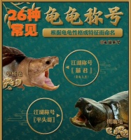 宠物龟与观赏鱼，亲近大自然的伙伴（市面上常见的宠物龟种类及养龟与养鱼的共性）