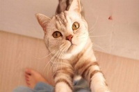 猫减肥方法,橘猫为什么容易胖