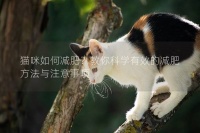 猫咪如何减肥?教你科学有效的减肥方法与注意事项